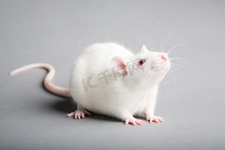 老鼠摄影照片_白鼠