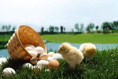 丰富的食物摄影照片_小鸡与鸡蛋