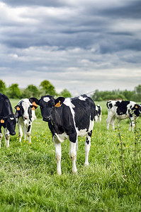 年轻犊牛在谷仓附近的草地上吃草.
