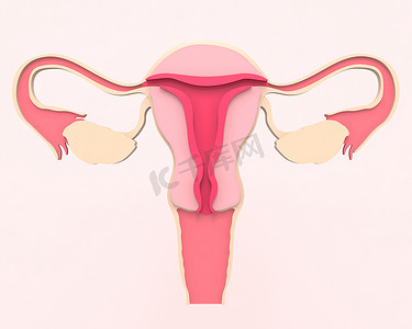 有子宫和卵巢的健康的女性生殖系统。前面部分的视图。3d提供医疗说明