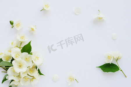白色背景的茉莉花花框架
