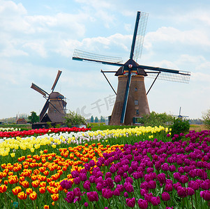 两个荷兰风车，郁金香域上
