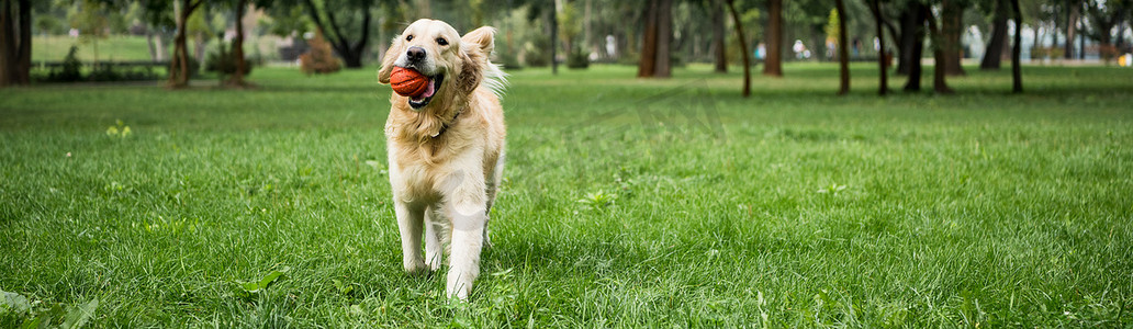 彩绘金毛摄影照片_有趣的金毛猎犬狗跑与球在绿色的草坪上
