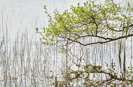 森林湖景(河流).雨天。树枝，绿叶。水的反射。Idyllic景观。纯自然、生态、生态保护区、生态旅游