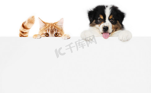 宠物商店的概念，小狗和宠物猫一起展示一个标语牌显示隔离在白色背景空白模板和复制空间
