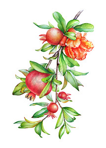 石榴籽奖章摄影照片_水彩手画例证的石榴树枝与水果和绿叶查出的白色背景