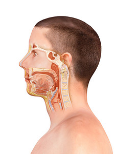 人体解剖摄影照片_鼻子和喉咙的解剖。人体器官结构。扁桃体解剖，牙齿，息肉，鼻炎，嗓子疼，3D渲染，2d图形，插图