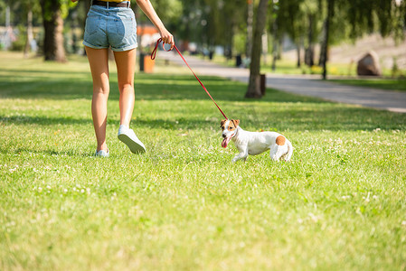 年轻女子和杰克 · 罗斯塞尔的宠物狗一起散步的照片
