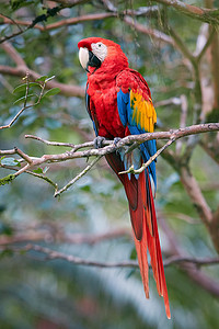 中美洲摄影照片_红蓝鹦鹉, 属澳门, 猩红金刚鹦鹉, 在其自然环境中湿润, 常绿森林。垂直照片。在哥斯达黎加, 中美洲野生动物摄影.