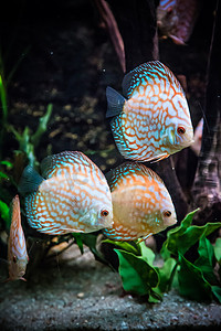 与七彩铁饼种热带鱼水族馆