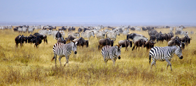 牛羚和斑马的放牧在非洲大草原上