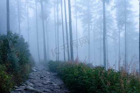 在雾气弥漫的森林山的全景