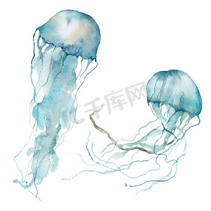 水彩斑斓的热带蓝色水母。在白色背景下隔离的水下动物。用于设计、印刷或背景的水图解。潮流航海收藏品.