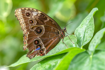 大蓝闪蝶，形态 peleides，坐在绿色的叶子，美丽的昆虫，在自然栖息地的大蝴蝶
