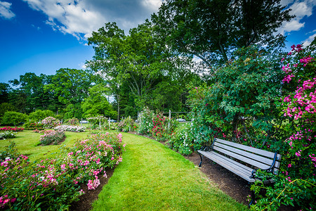 在伊丽莎白公园，在康涅狄格州哈特福德的玫瑰花园.