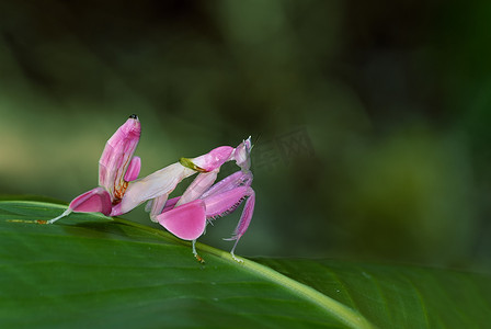 兰花背景摄影照片_兰花螳螂，粉红色蚱蜢为动物背景
