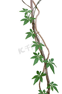 枯枝丛生藤蔓，绿叶为野生晨光或铁路爬虫（Ipomoea cairica）藤蔓植物，在白色背景下被隔离，剪枝路径包括.