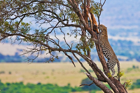 与它的猎物上一棵树在马赛玛拉，肯尼亚，非洲, 黑斑羚羚羊野生豹
