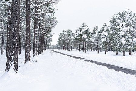 View of a winter road through a snowy pine forest.