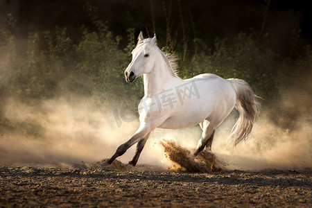 长毛的阿拉伯白马在阳光下在沙尘中自由奔跑