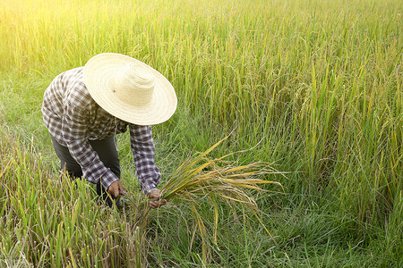 女人穿着格子衬衫头戴镰刀摘米帽，农夫在稻田里收割