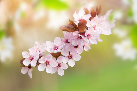有粉色花朵的春季边框背景