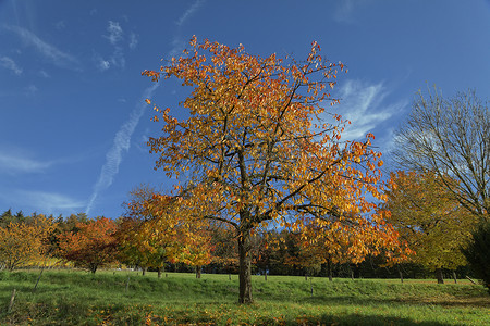 秋天的樱桃树，德国黑根，欧洲