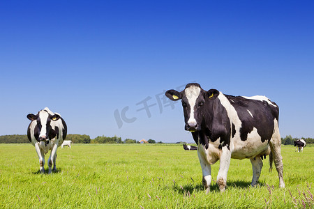 奶牛在新鲜的草地上晴朗的一天