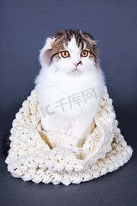 可爱的英国猫咪坐在灰色的羊毛围巾