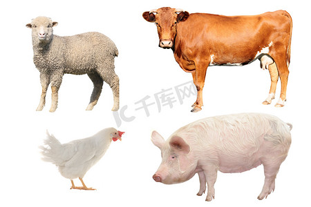 牛、 羊、 猪和鸡