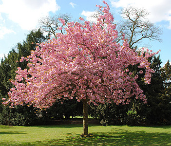桃树摄影照片_粉红色的樱桃树