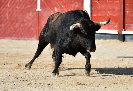 在斗牛的场面中，一头长着大角的西班牙黑牛