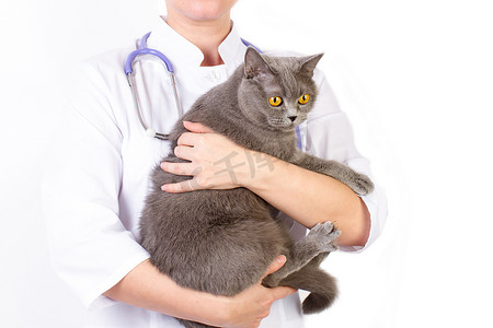 抱猫医生摄影照片_兽医医生抱着英国只猫和抚摸头