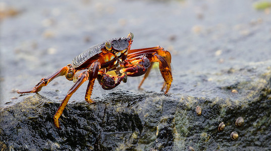 photo摄影照片_Isolated Grapsus Albolineatus crab on a wet lava rock on the sea shore close-up photo.