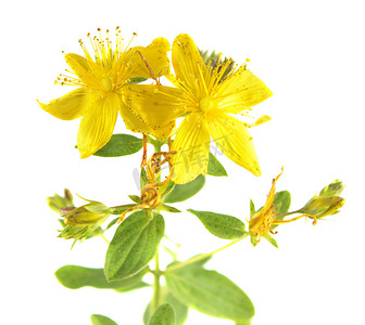 圣徒彼得麦汁黄色花 (金丝桃属植物 tetrapterum) 孤立在白色背景上