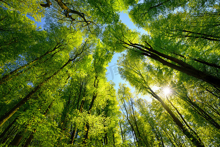 雄伟的向上眺望山毛榉林的树梢，绿叶鲜绿，阳光灿烂，蓝天清澈