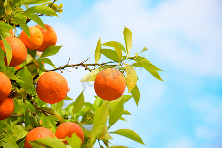 橙色果树摄影照片_橙色果树对蓝天与绿叶在树上.