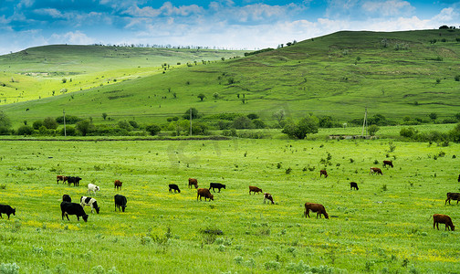 蓝天山谷摄影照片_在阳光明媚的夏日，许多黑白相间的奶牛在一片绿地上吃草。蓝天山谷。群山在村庄附近