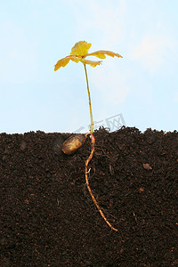 橡树树苗在蓝天背景下显示发芽的橡果和土壤中的根
