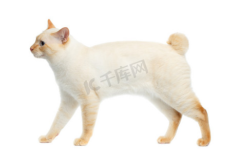 美丽品种湄公河短尾猫孤立白色背景