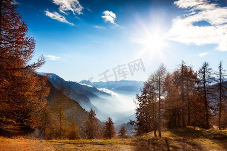 在秋天的山地景观: 落叶松林木，光辉的太阳，雾 va