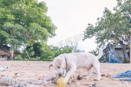 流落街头的狗玩上海滩的努沙蓝梦岛，巴厘岛，印度尼西亚.