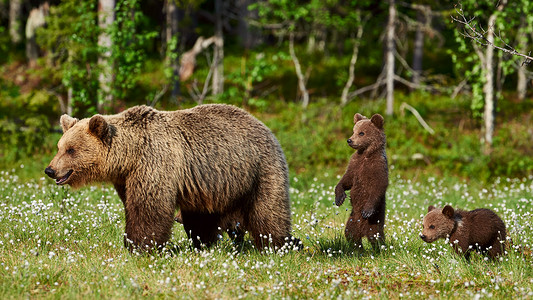 雌性棕熊和它的幼崽