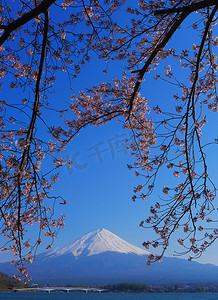 山。Kawaguchi湖蓝色天空中的富士和樱花2020年4月25日