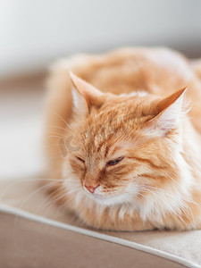 宠物家庭摄影照片_可爱的姜猫躺在沙发上。毛茸茸的宠物看起来很困。舒适的家庭背景.