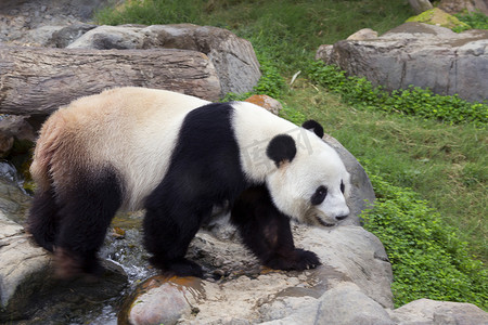 巨大的熊猫 (白色的熊猫)。巨大的熊猫, 或竹熊, 是熊家族的哺乳动物, 有一种特殊的黑白相间的羊毛。一个大熊猫白色的主要背景颜色, 但眼睛周围有黑点 (
