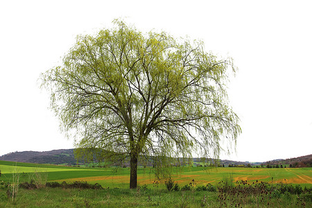 寂寞的精彩树包围着绿色的田野，卡米诺圣地亚哥，西班牙纳瓦拉