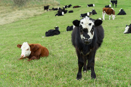 小白牛犊和小黑牛犊的特写镜头正站在绿地上，绿色的背景上闪烁着新鲜的春草.