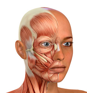 女性面部肌肉解剖