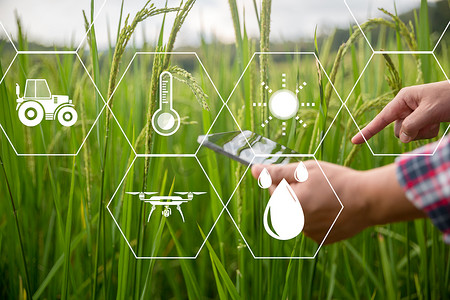 农业技术农民掌握数字平板或平板技术，对农业问题分析数据和视觉图标进行研究。聪明的农民使用物联网